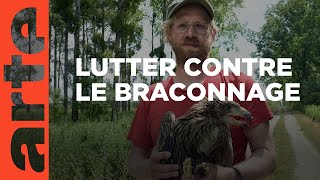 L’aigle impérial victime des braconniers