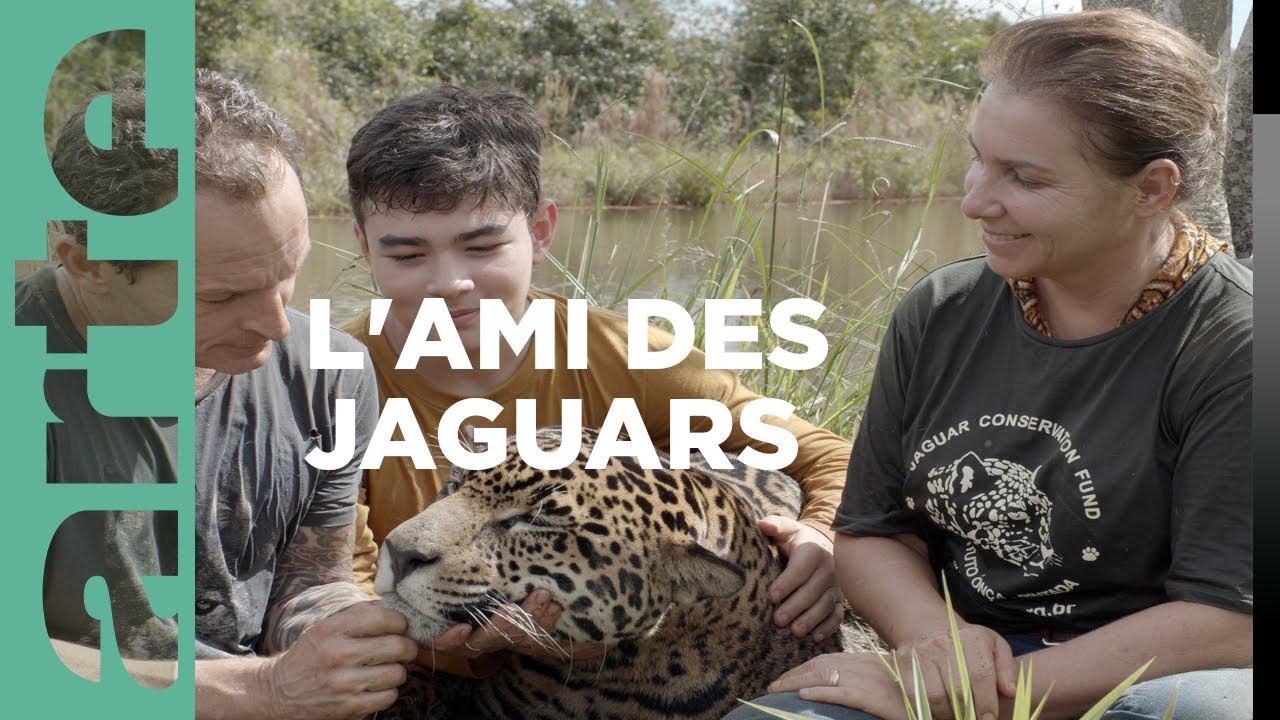 Documentaire Le Mowgli du Brésil | Brésil, sur la piste des jaguars