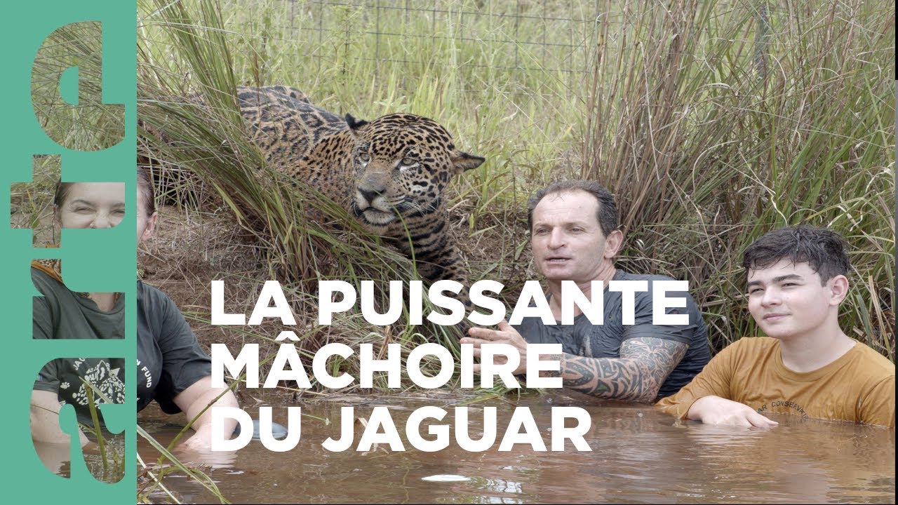 Documentaire Le corridor de la biodiversité | Brésil, sur la piste des jaguars