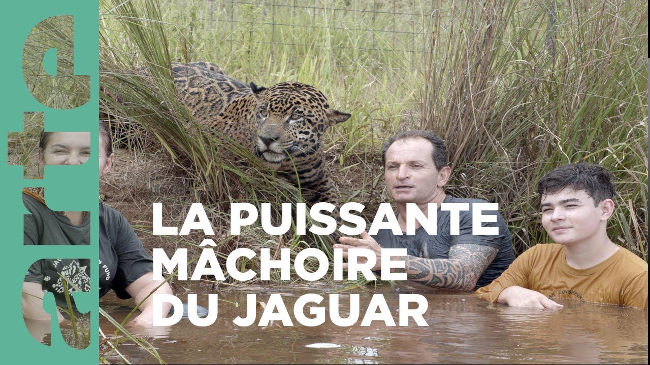 Le corridor de la biodiversité | Brésil, sur la piste des jaguars