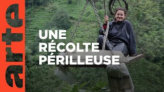 Le goût amer du thé turc