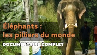 Le lien sacré entre les hommes et les éléphants