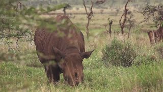 Documentaire Le parc de Lewa, une réserve privée grand luxe au Kenya