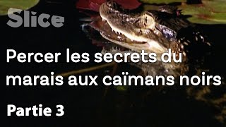 Documentaire Le repaire des caïmans noirs | Partie 3