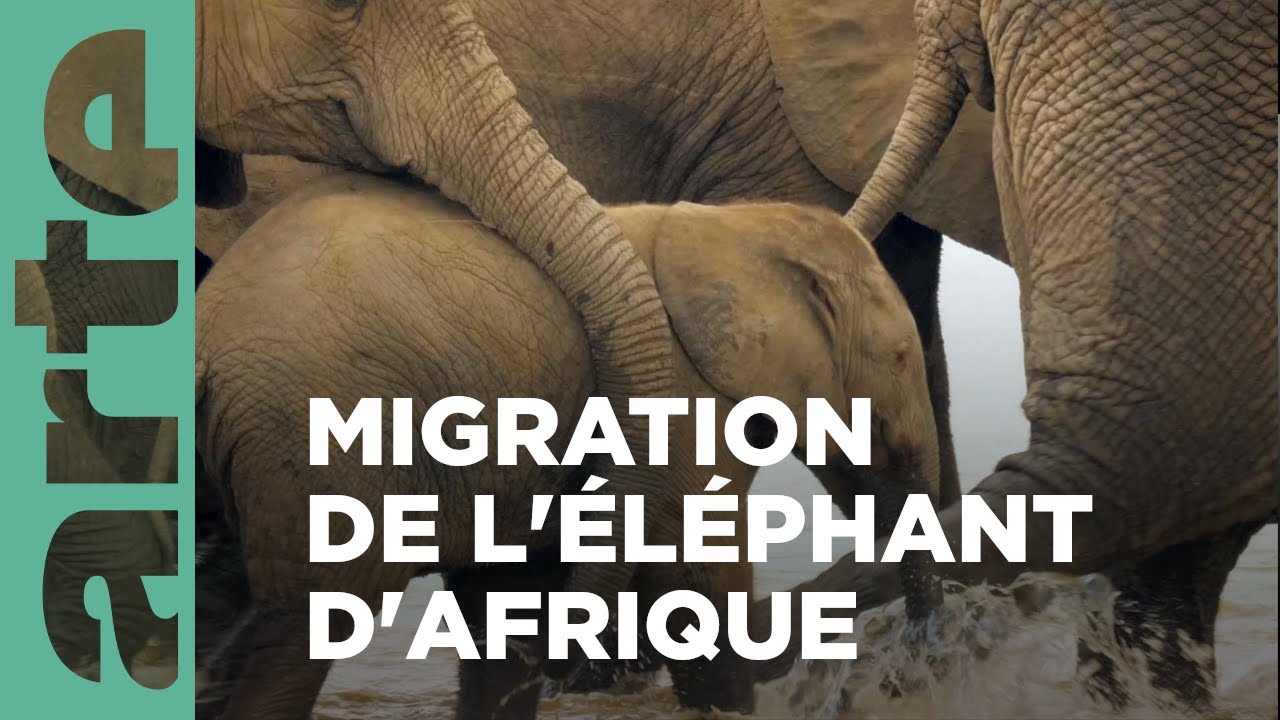 Le voyage de l'éléphant d'Afrique | L'odyssée des animaux