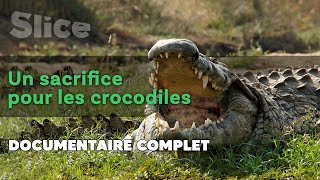 Les crocodiles sacrés de Madagascar