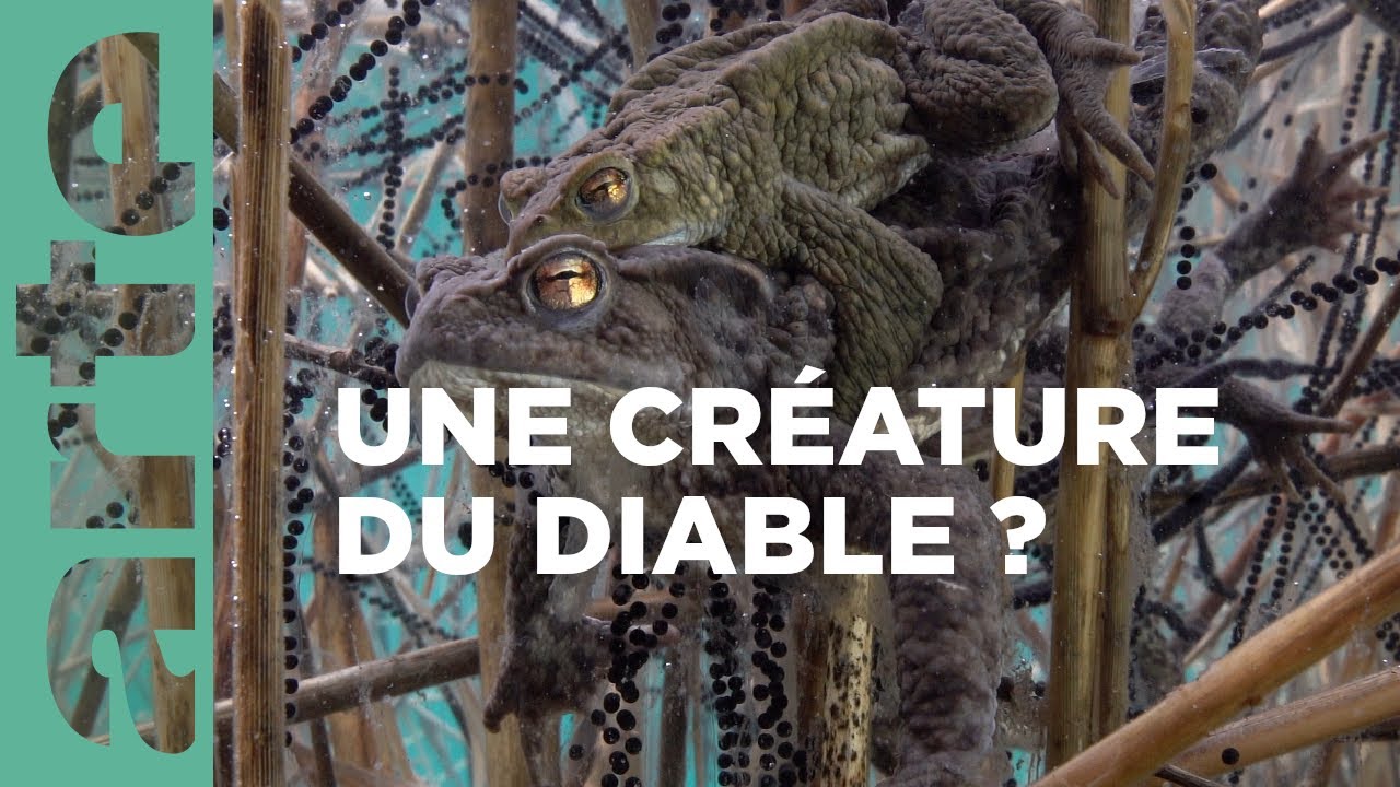 Les énigmes de l’étang | Des bêtes et des sorcières