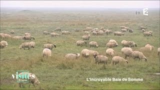 Les moutons des prés salés