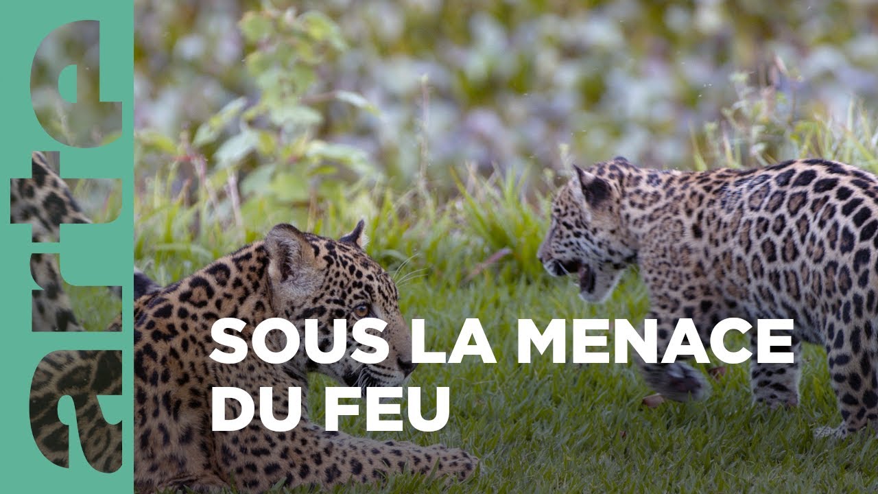 Documentaire Les ravages du feu | Brésil, sur la piste des jaguars