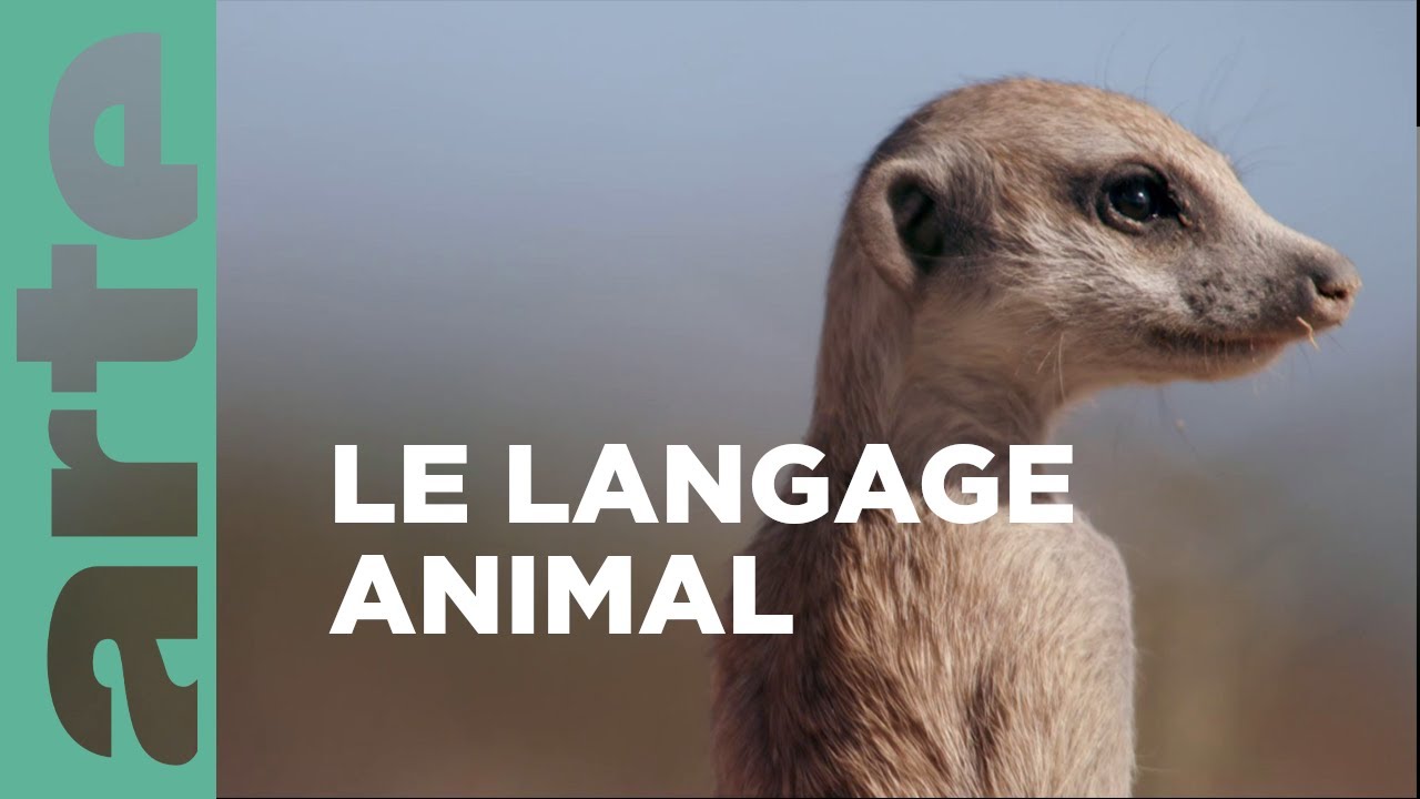 Les trésors de la communication animale | A l'écoute de la nature