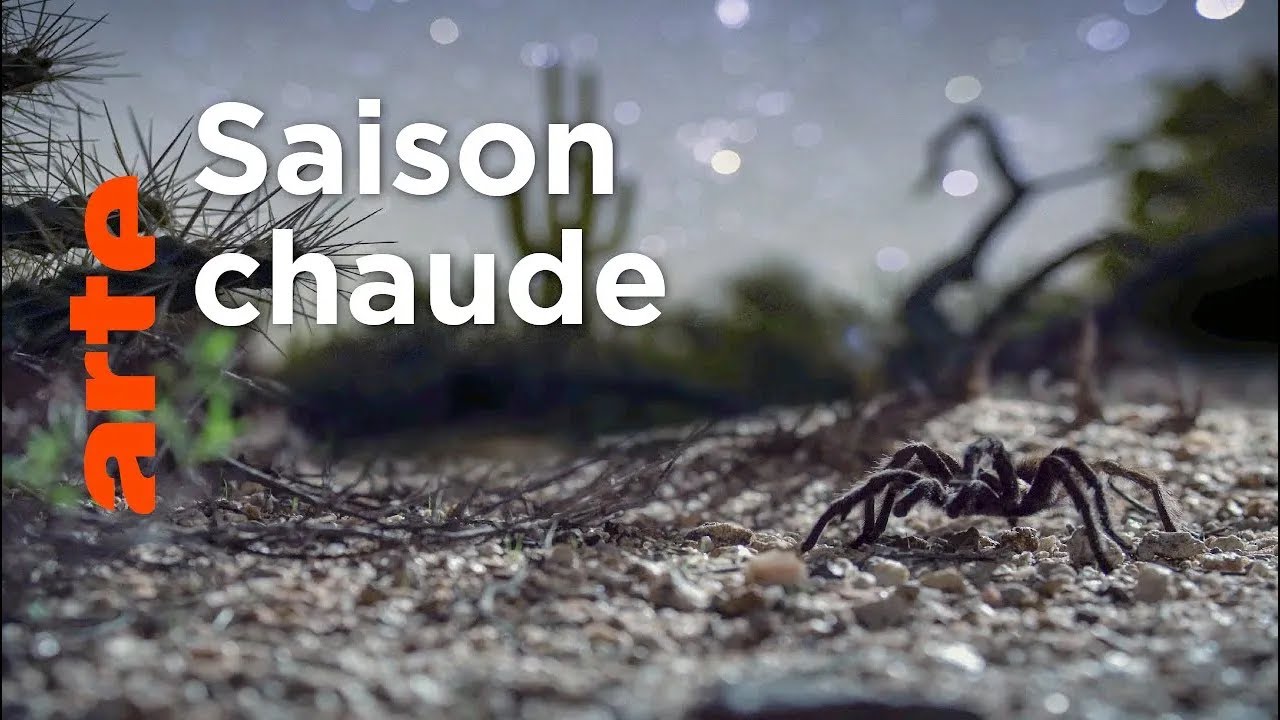 L'été | Les USA sauvages en quatre saisons
