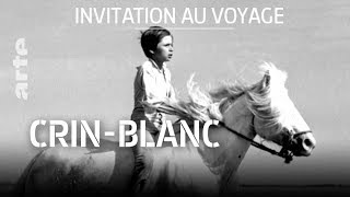 Libre comme Crin-Blanc en Camargue