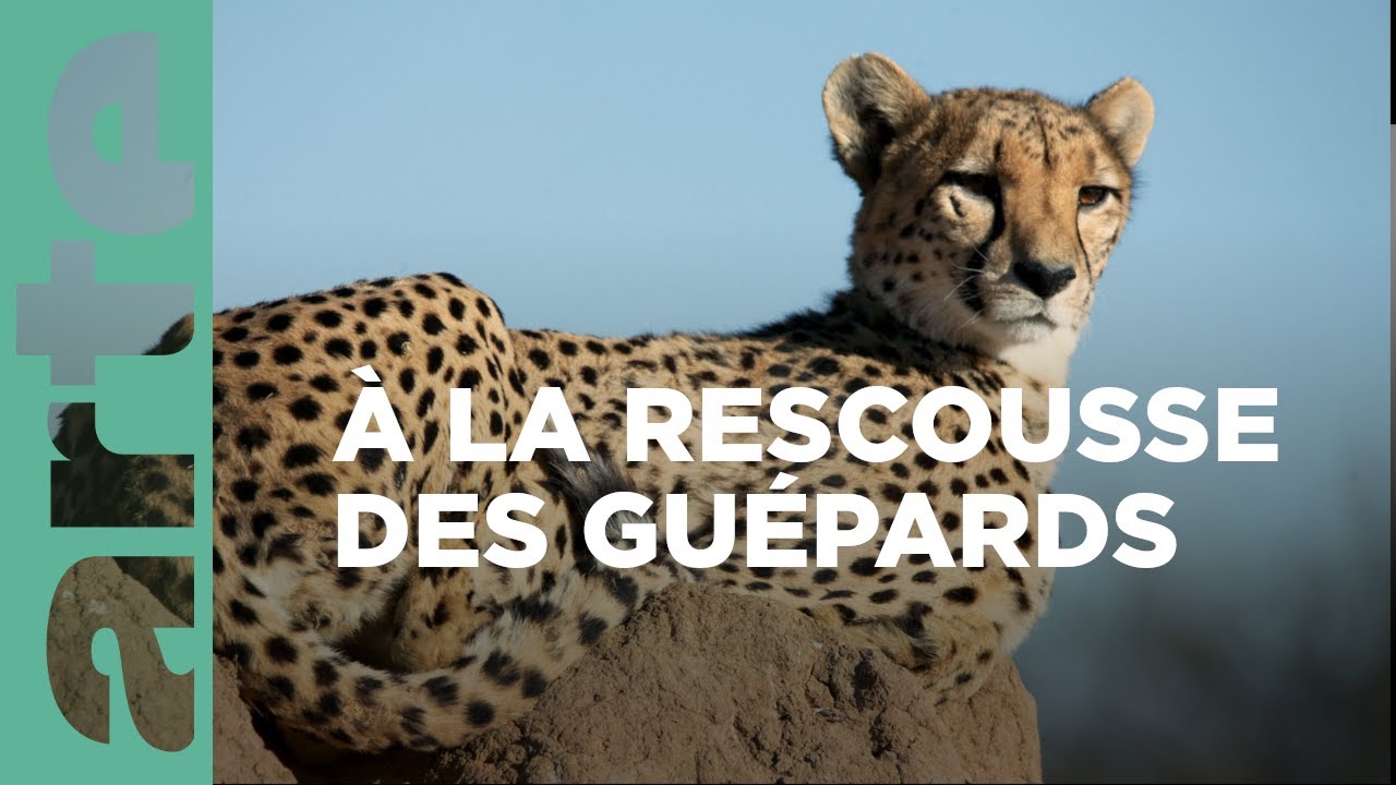 Namibie, l'espoir renait pour les guépards