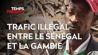 Pillage de bois précieux entre le Sénégal et la Gambie
