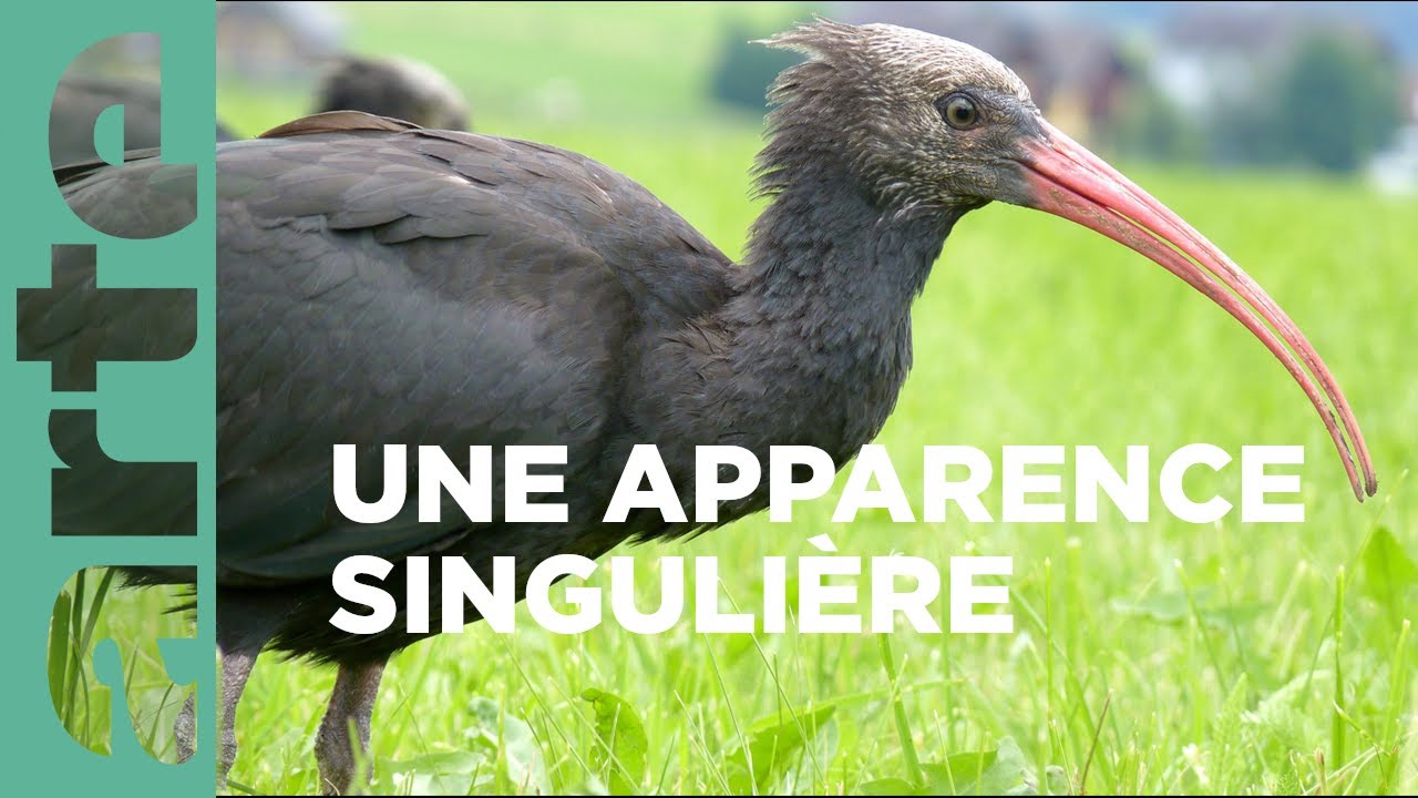 Pour l’amour des oiseaux