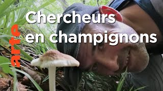 Quand le champignon séduit les chercheurs