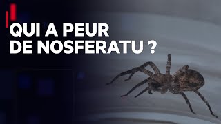 Documentaire Qui a peur de Nosferatu ?