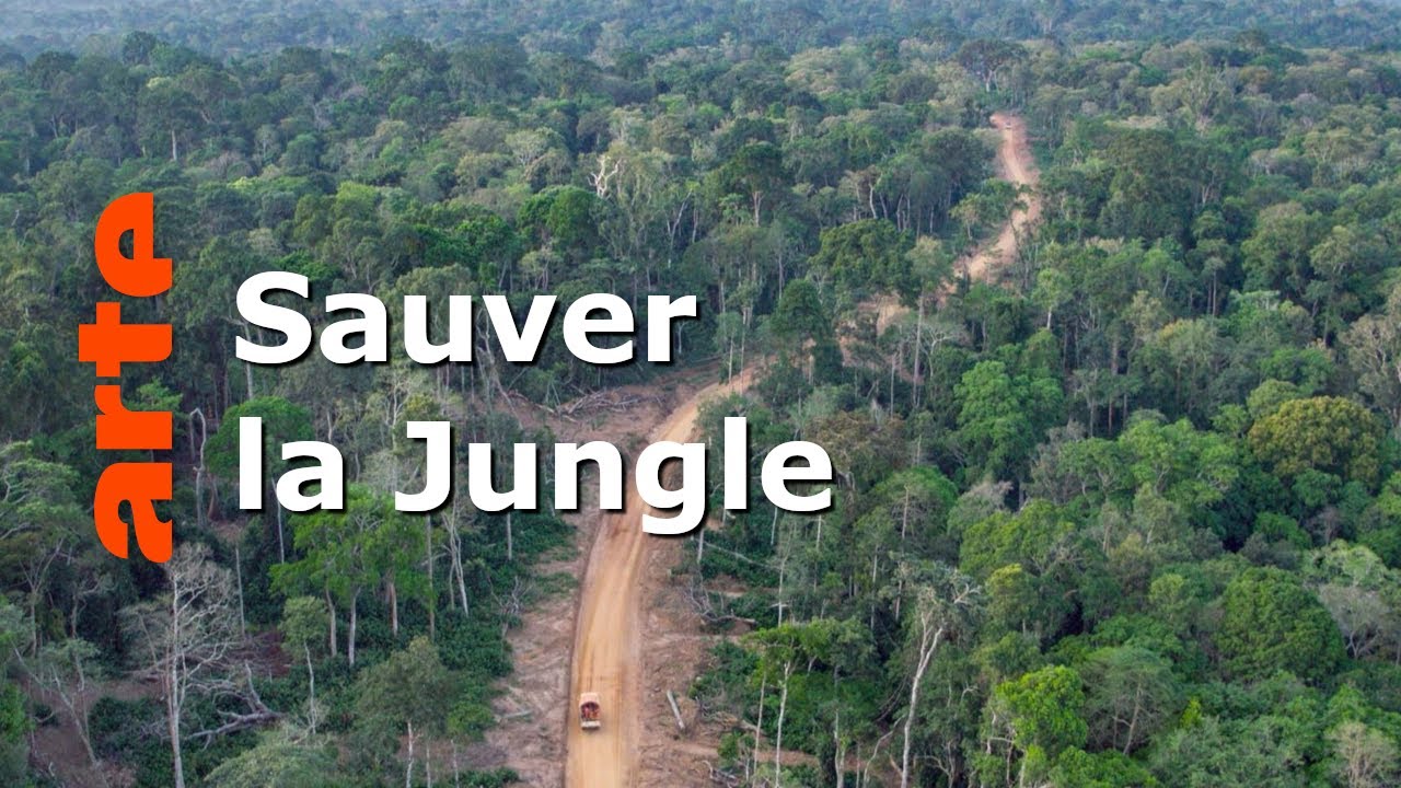 Documentaire République du Congo : la forêt des gorilles | Paradis naturels retrouvés
