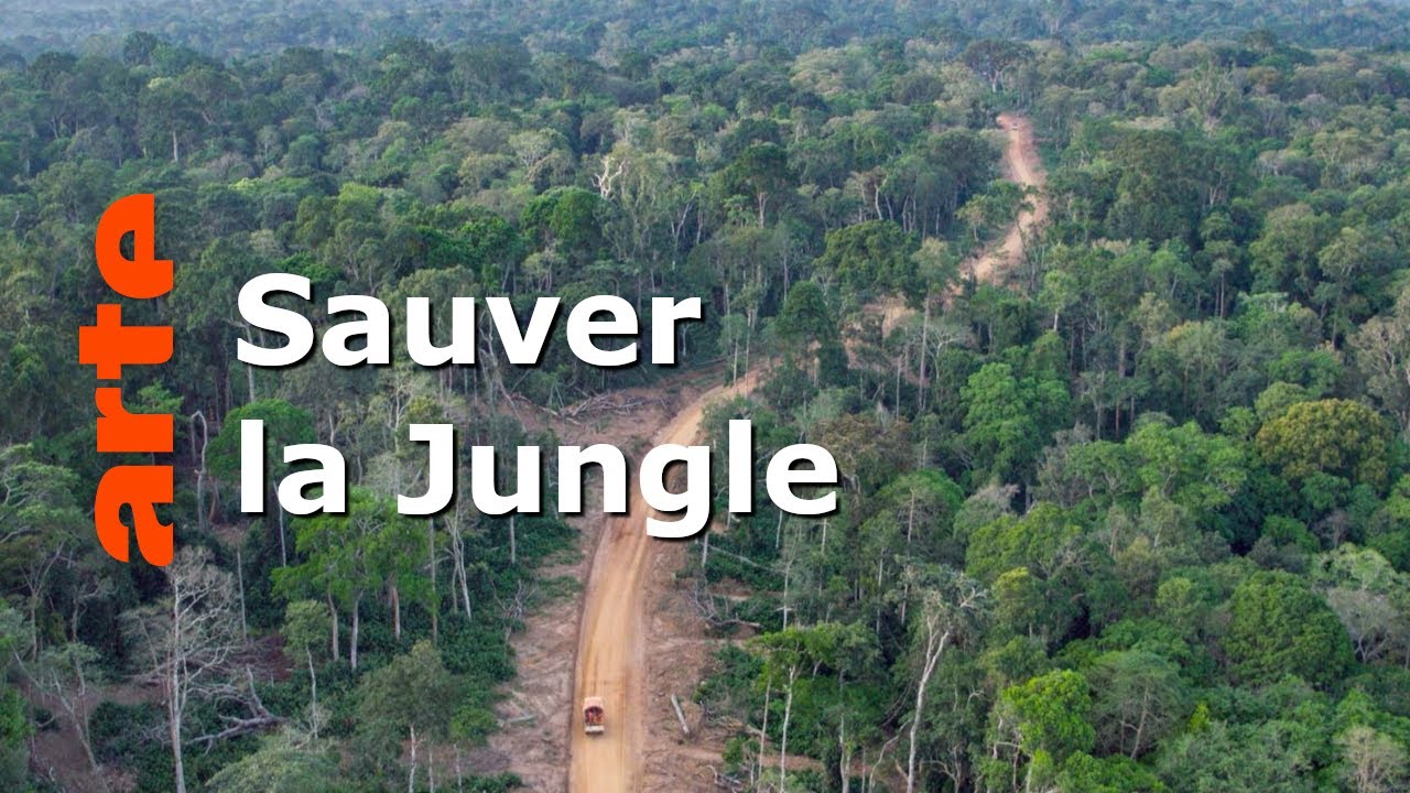 République du Congo : la forêt des gorilles | Paradis naturels retrouvés