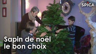 Documentaire Sapin, le bon choix pour cette année