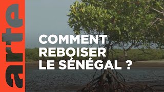 Documentaire Sénégal : arbres de vie