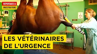 Documentaire Urgences vétérinaires