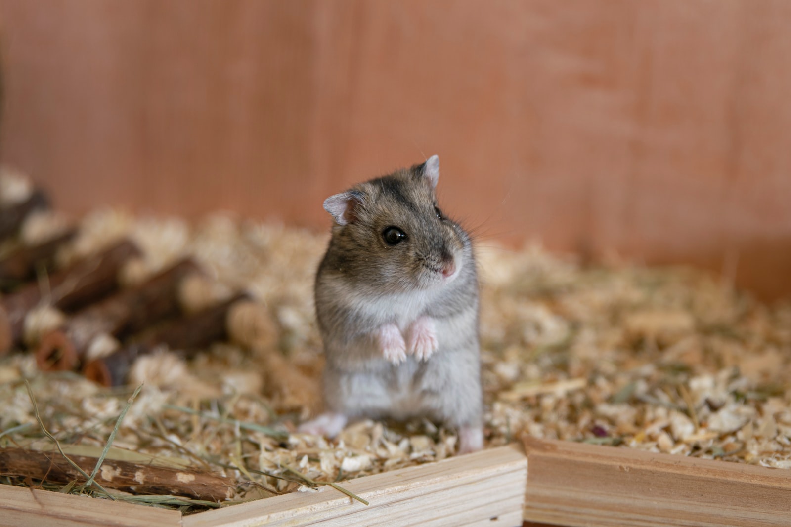 Documentaire Comment bien installer votre hamster ?