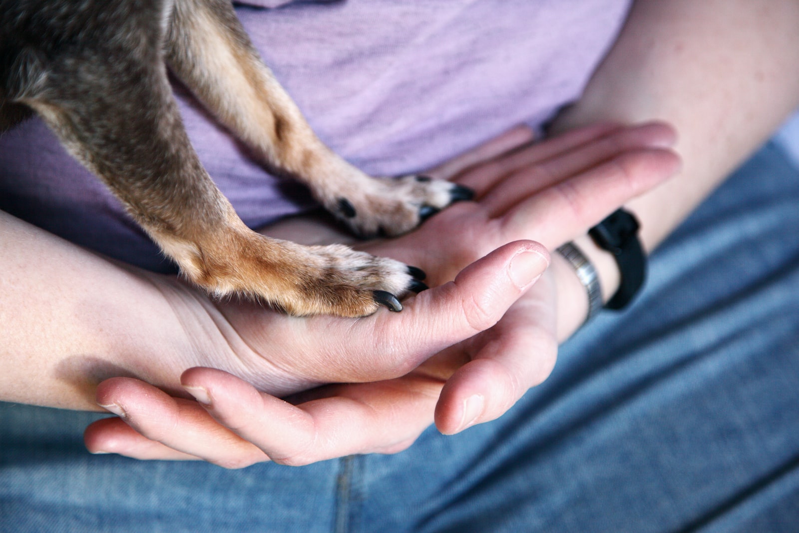 L'adoption d'un chien, une décision qui doit être murement réfléchie
