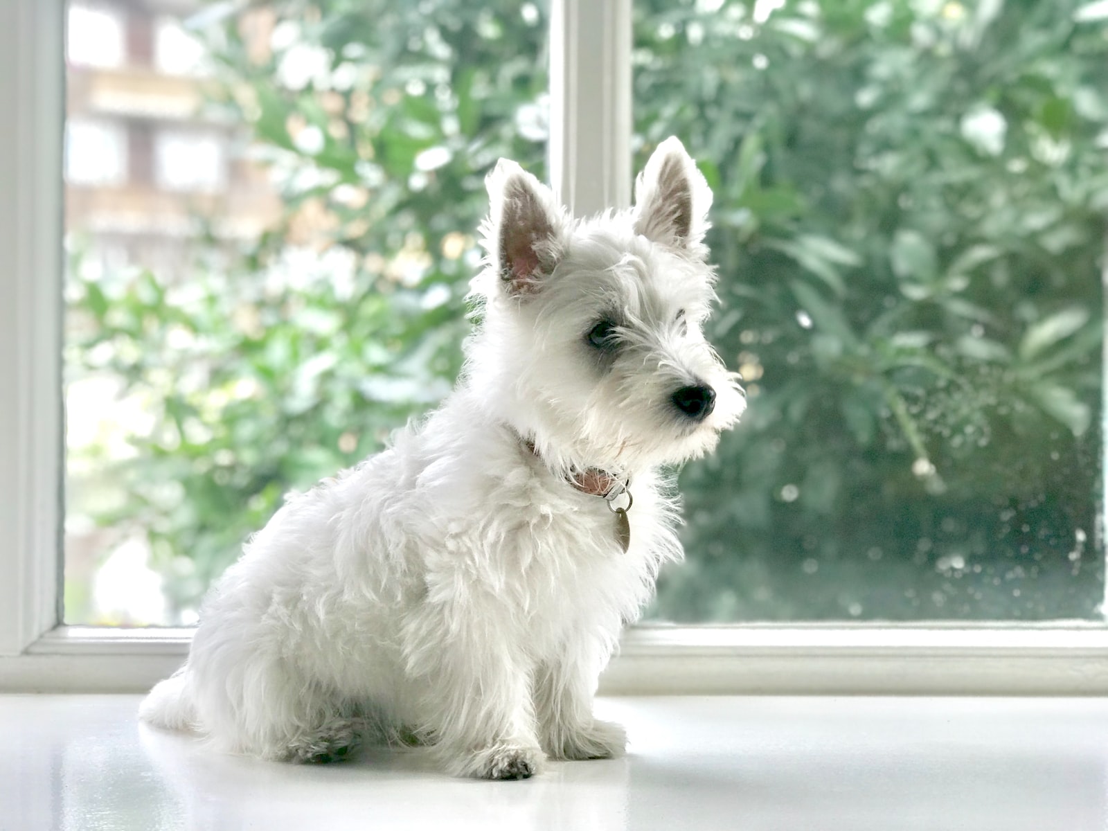 Le Westie, un chien so British