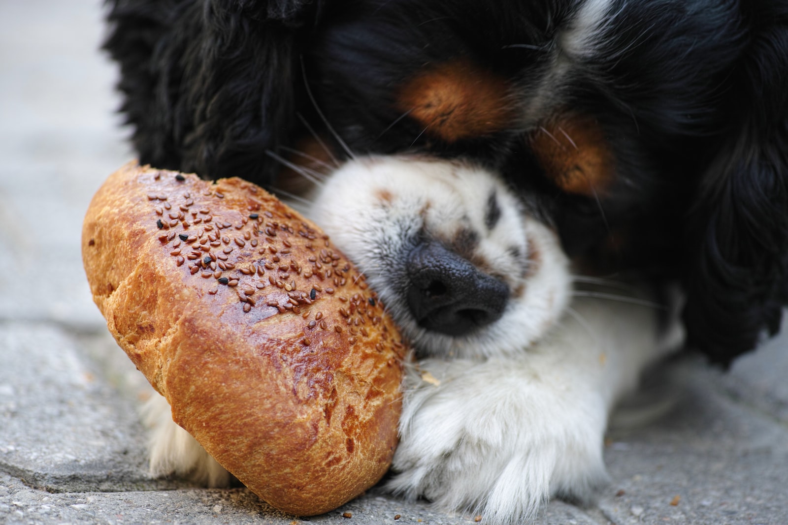 Les cinq aliments que votre chien doit éviter de manger