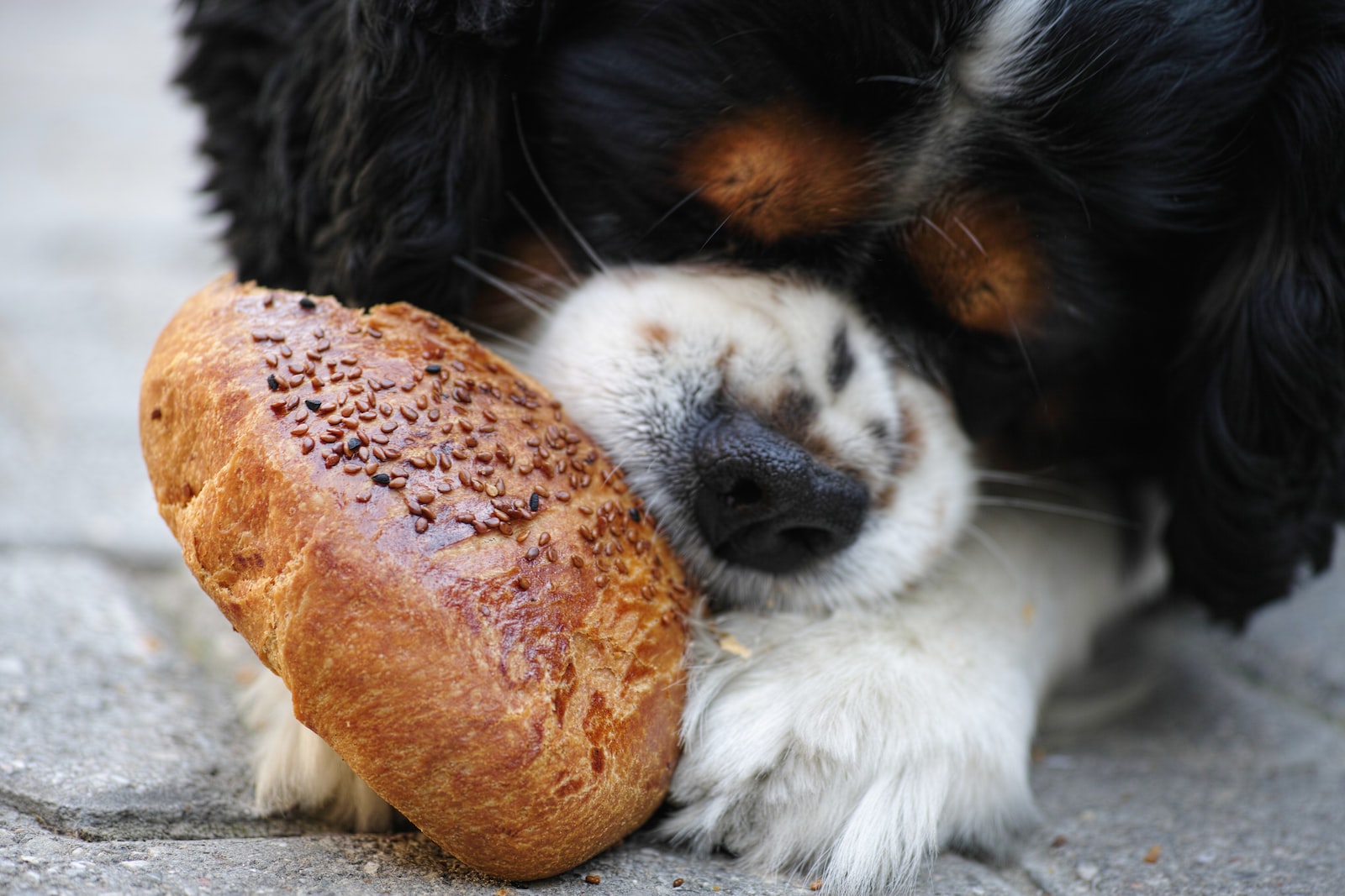 Documentaire Les cinq aliments que votre chien doit éviter de manger