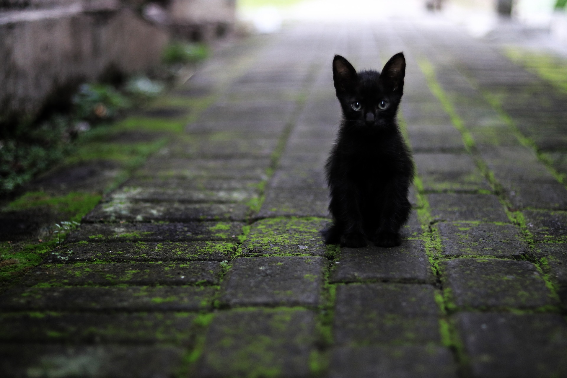 Documentaire Pitié-Salpêtrière : le Chatipi pour les chats errants