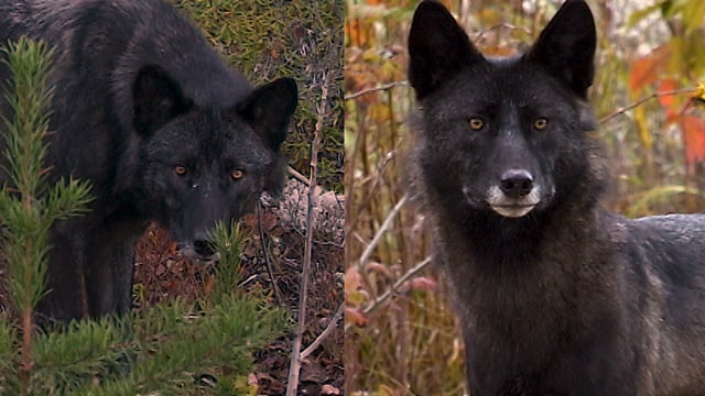 Au pays du loup - Épisode 3