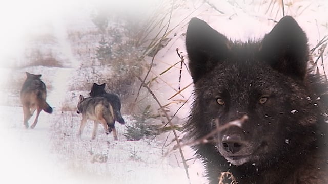 Au pays du loup - Épisode 1