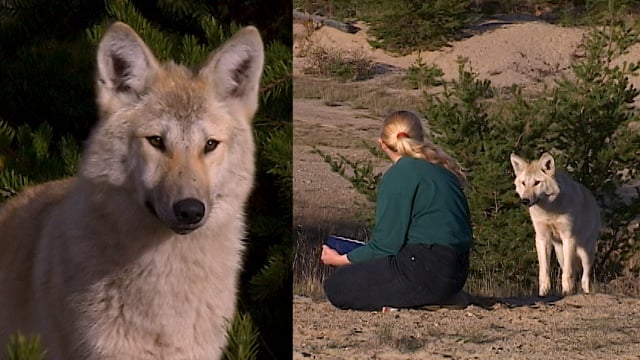 Au pays du loup - Épisode 2