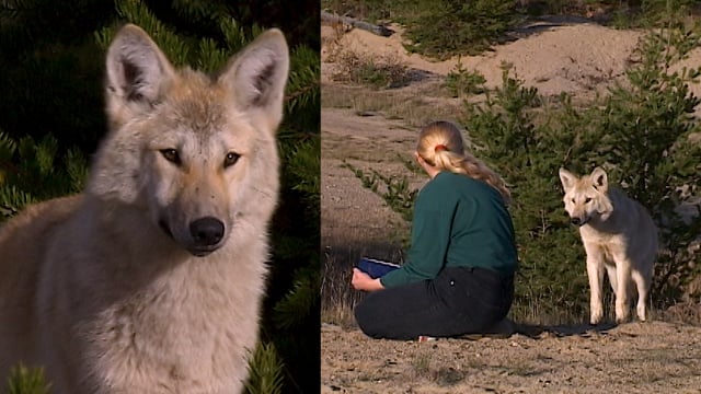 Documentaire Au pays du loup – Épisode 2