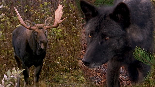 Documentaire Au pays du loup – Épisode 4