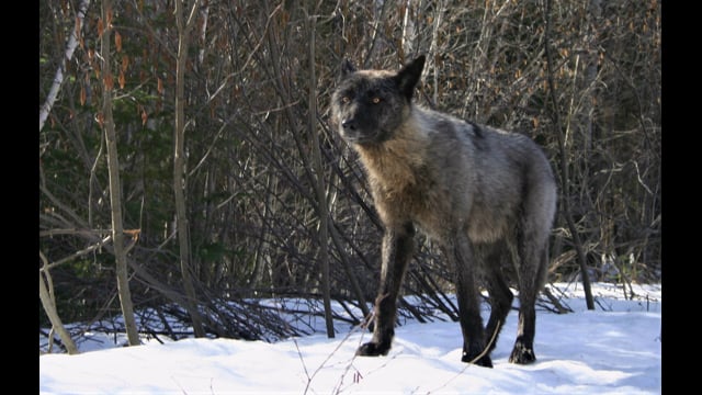 Documentaire Au pays du loup – Épisode 6