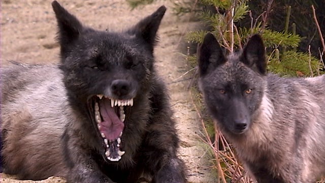 Au pays du loup – Épisode 7
