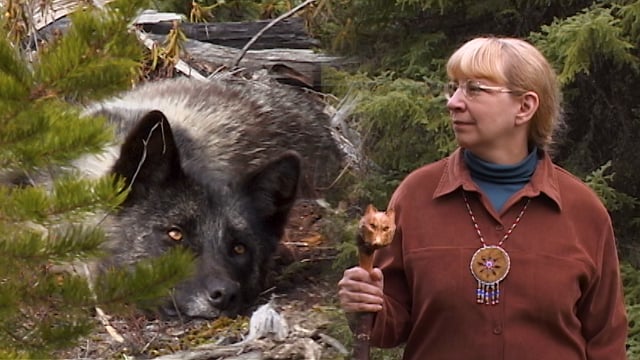 Documentaire Au pays du loup – Épisode 8