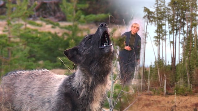 Documentaire Au pays du loup – Épisode 9