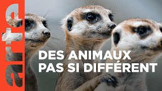 Documentaire Animalement vôtre