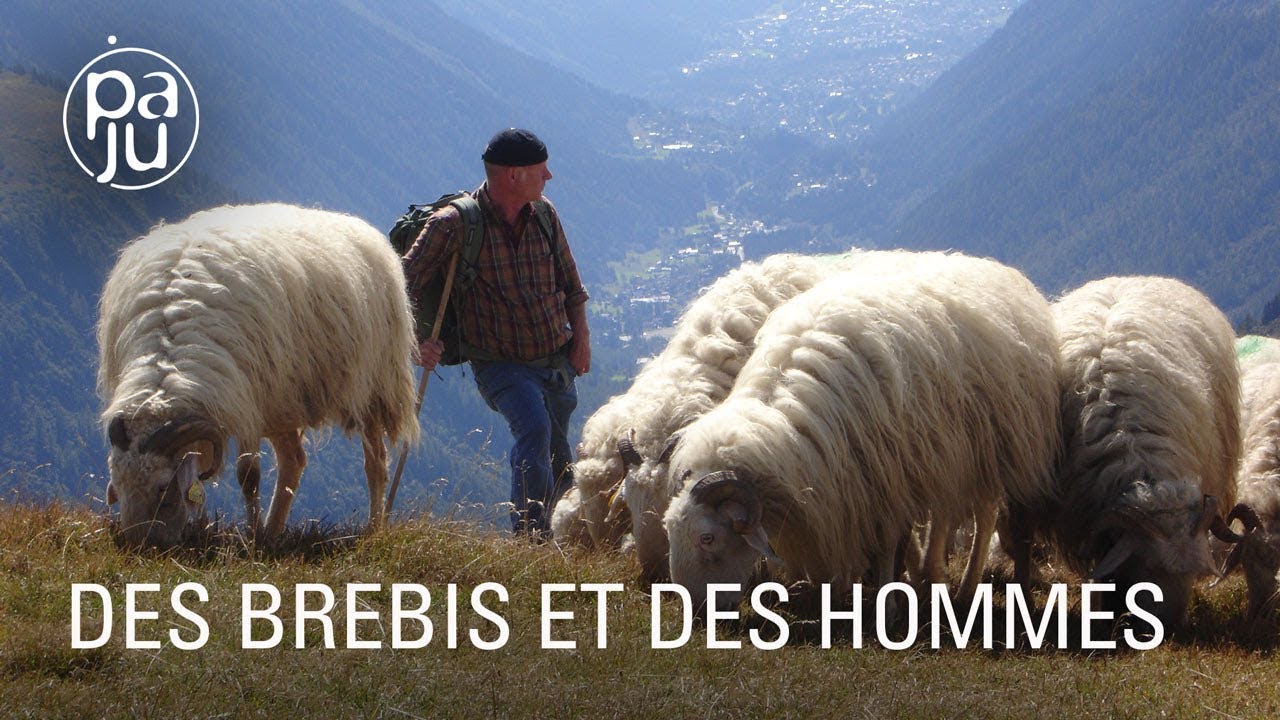 Documentaire Bergers en Valais, ils introduisent une race de brebis béarnaises dans les Alpes suisses