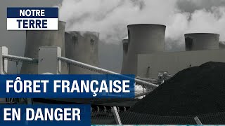 Centrale biomasse : la forêt française en danger ?