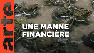 Cuisses de grenouilles