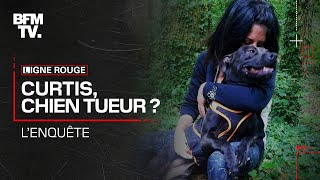 Documentaire Curtis, chien tueur ?