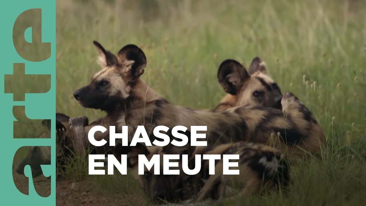 Des canidés alliés pour lutter | Chats et chiens sauvages