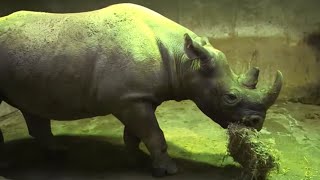 Documentaire Échographie chez les rhinocéros