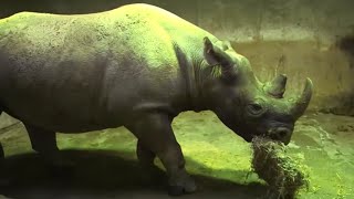 Échographie chez les rhinocéros