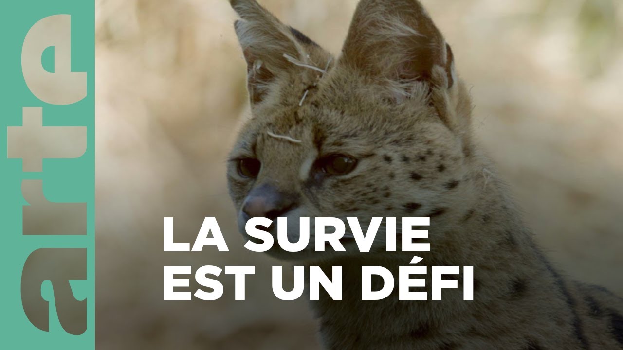 Félins d'Afrique : l'espoir au bout des griffes